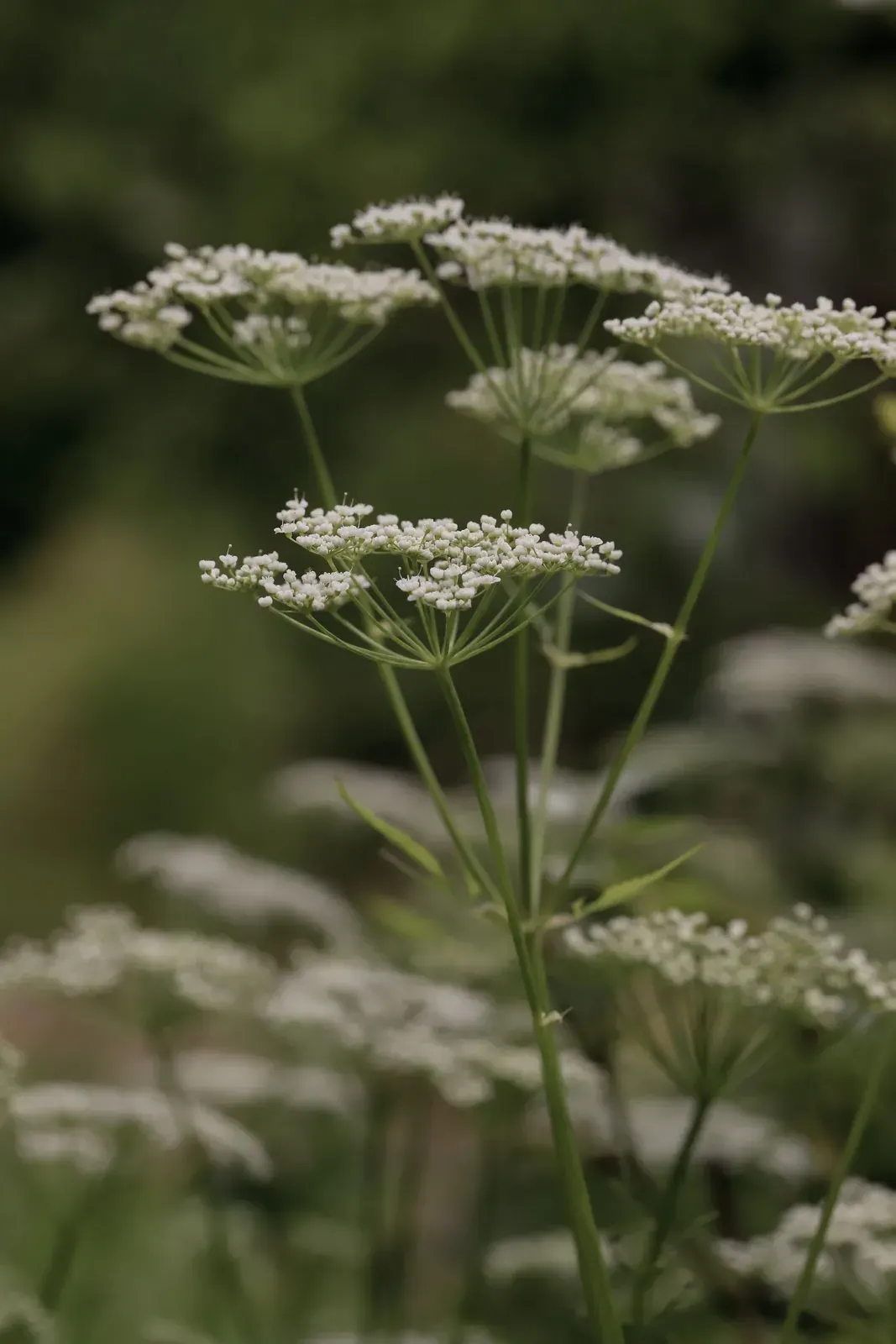Anise
