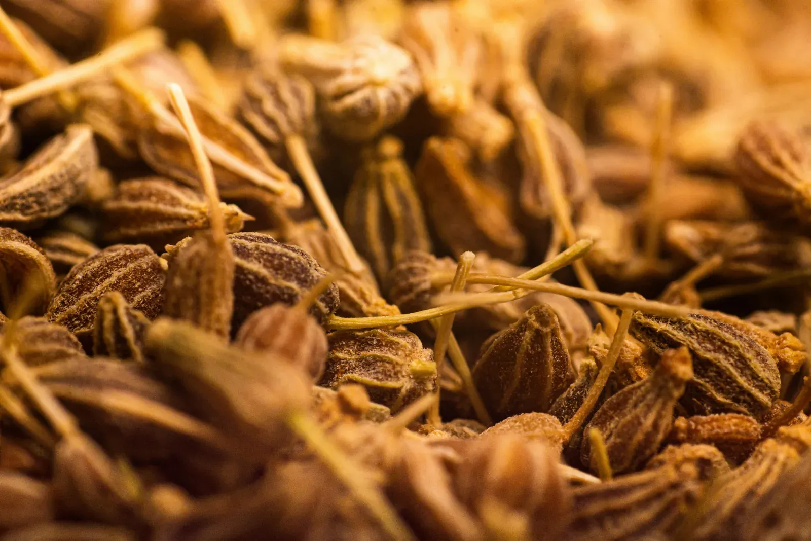 Celery Seed