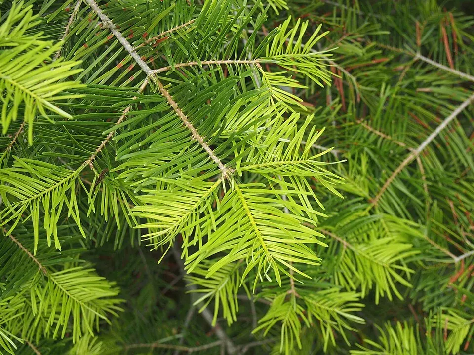 Fir