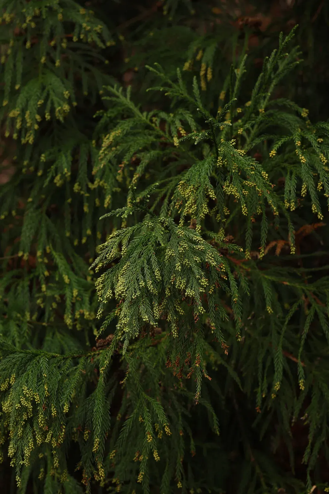 Cryptomeria Japonica