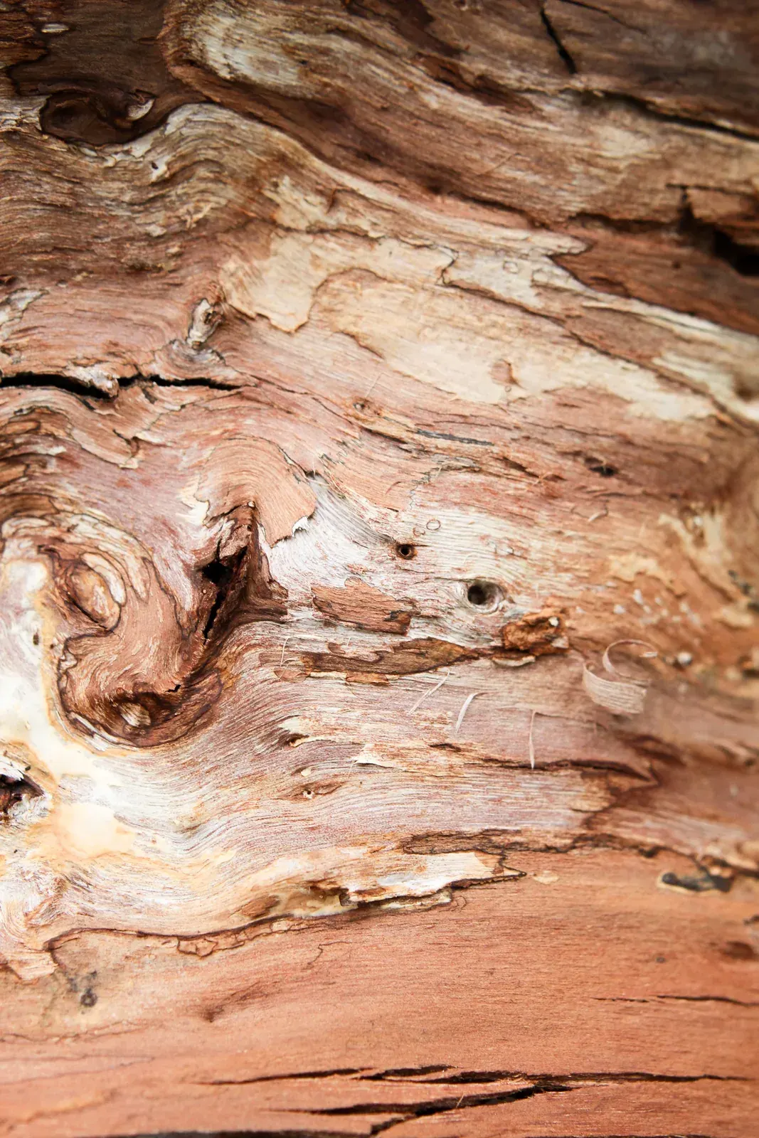 Sandalwood Australia