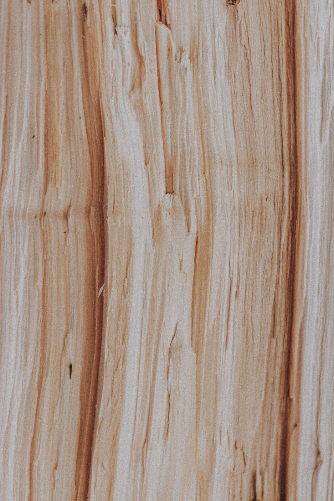Sandalwood New Caledonia