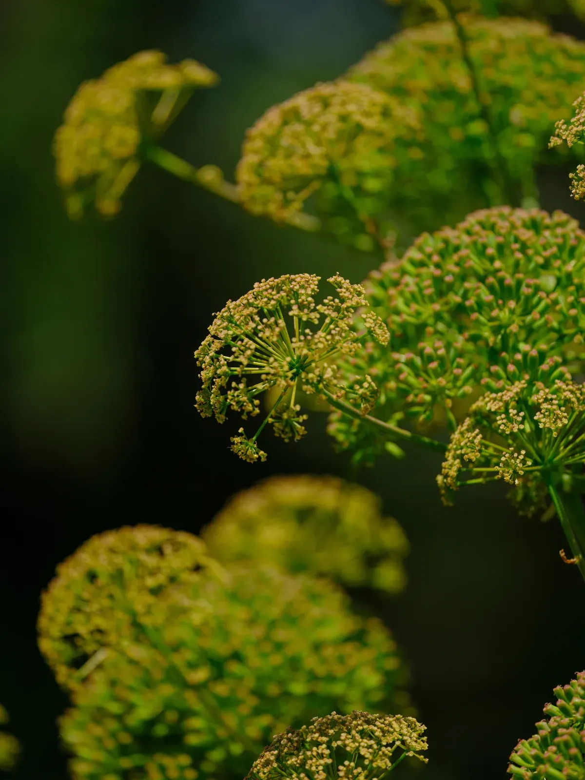 Galbanum