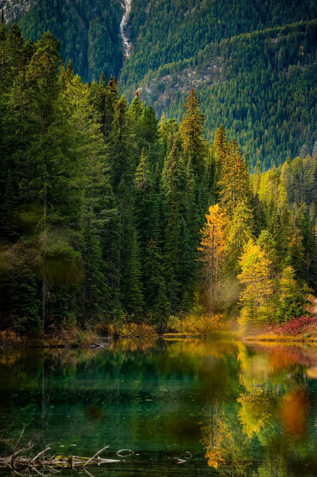 Natural Forest