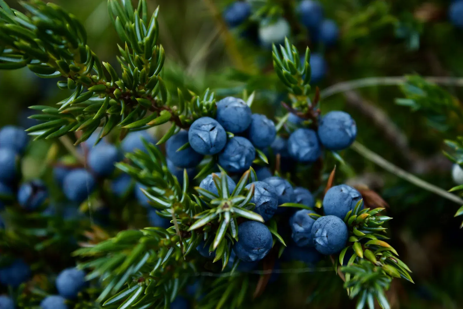 Juniper Berry