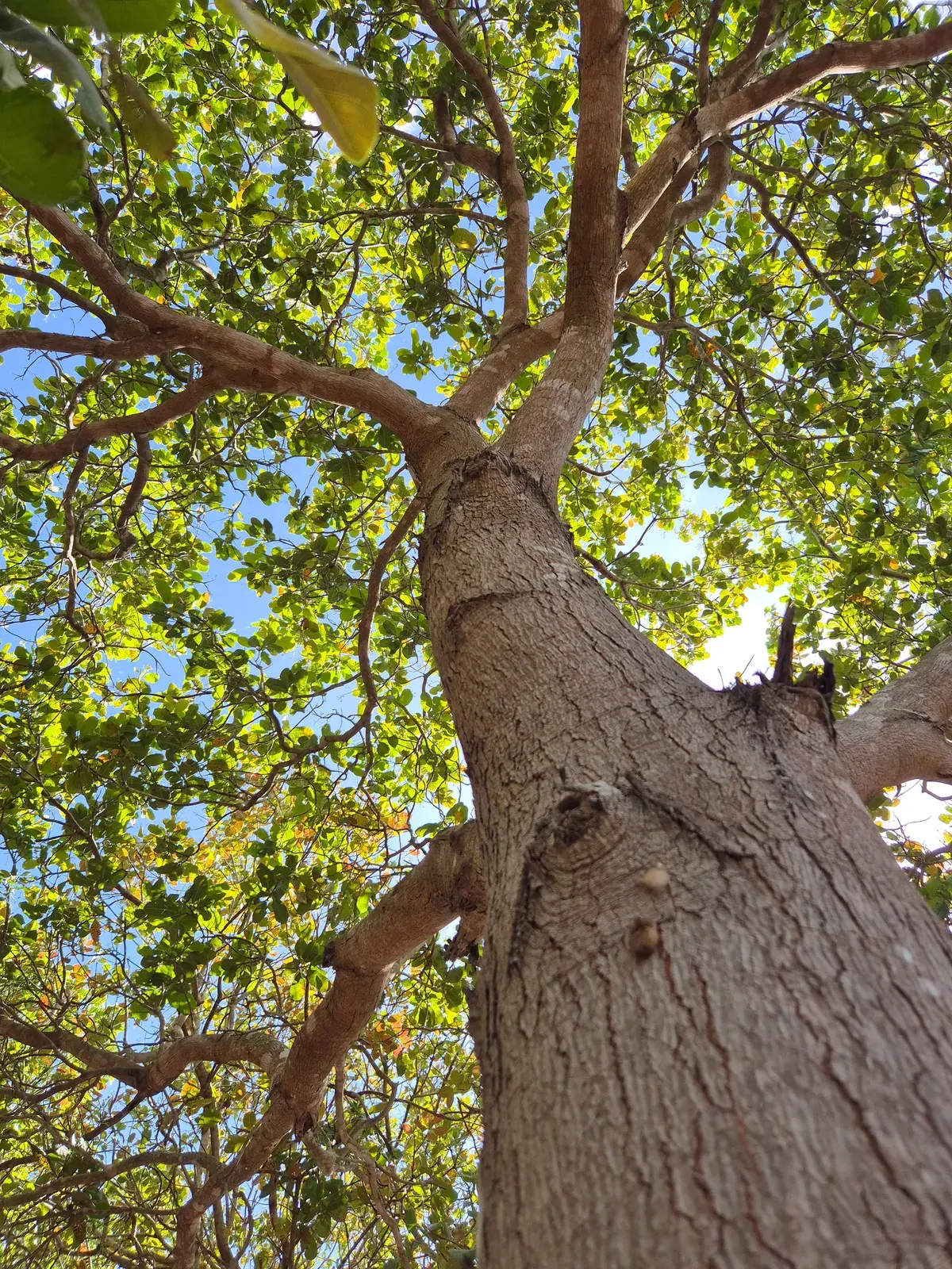 Copaiba