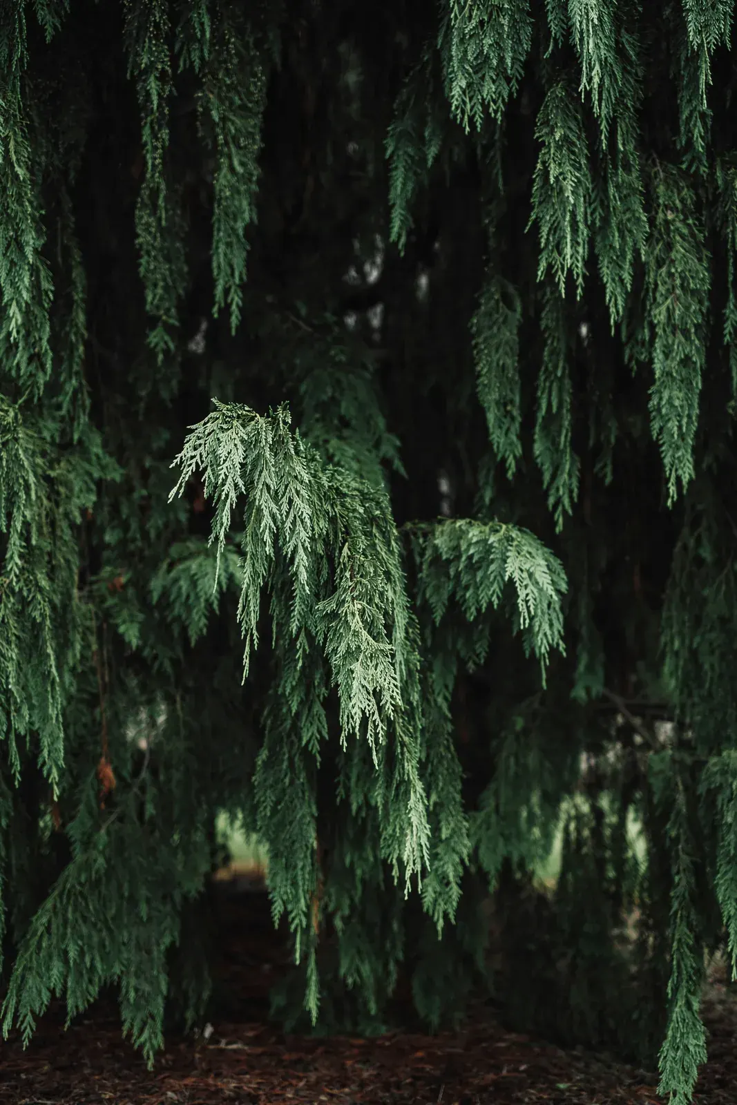 Cedarwood