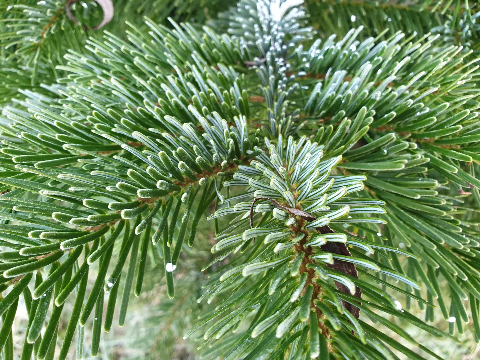 Abies Sibrica