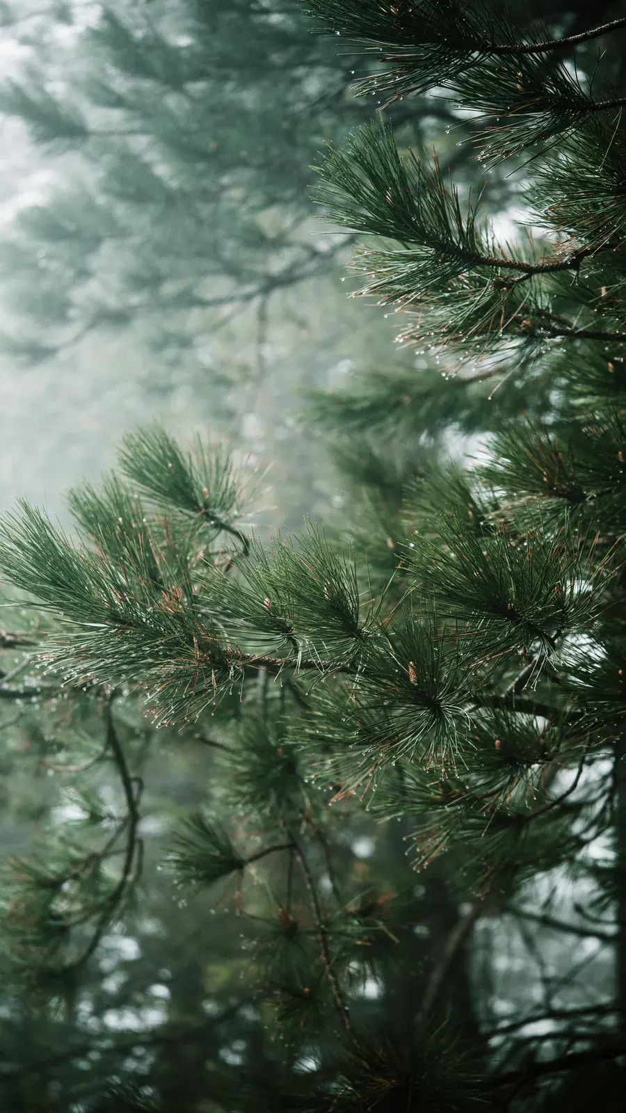 Pine
