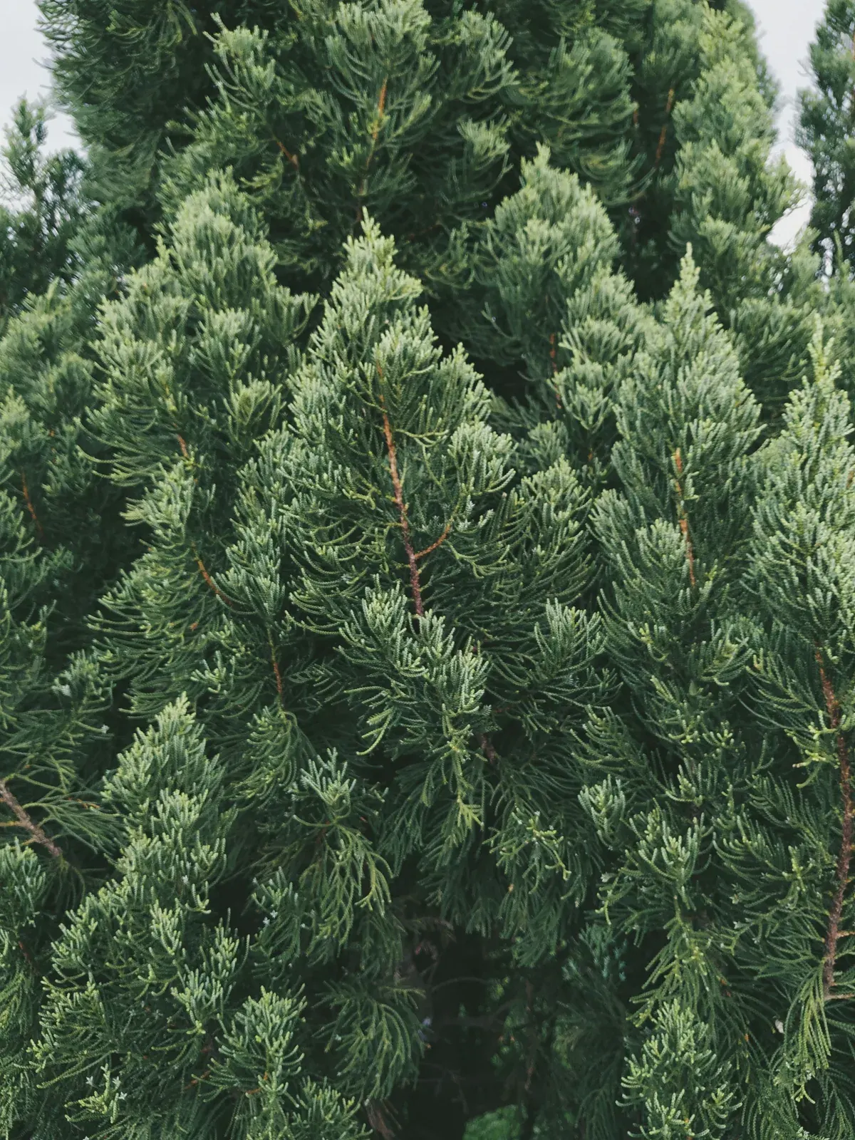 Japanese Cypress