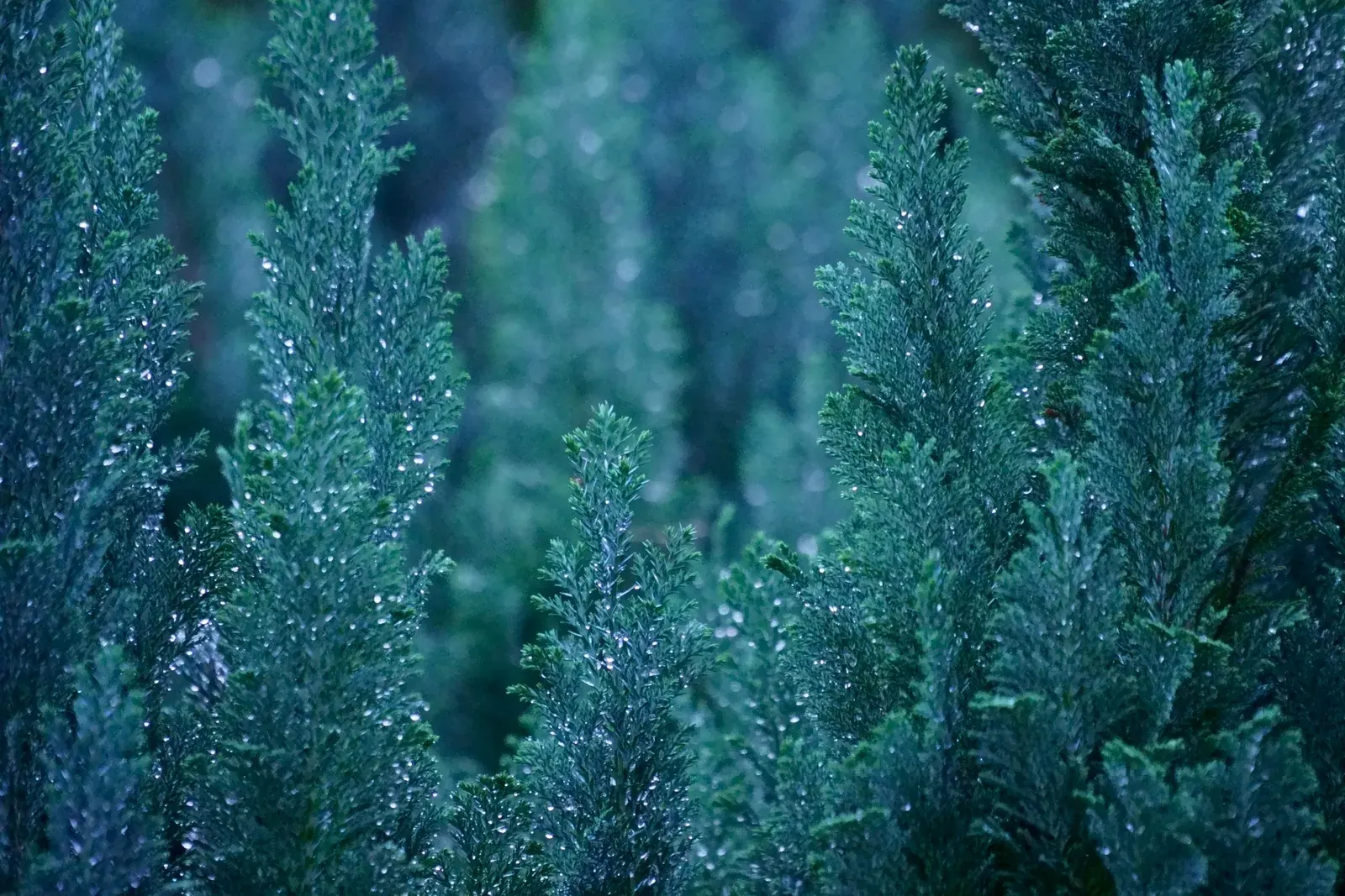 Blue Cypress