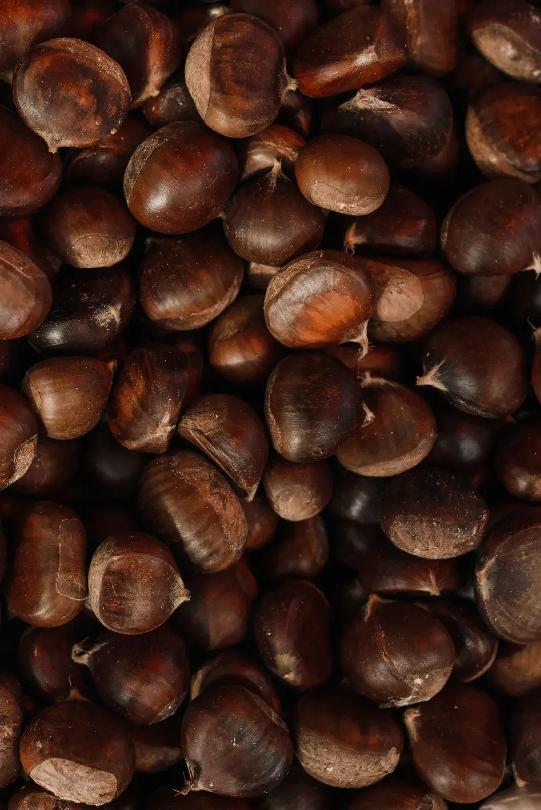 Chestnut