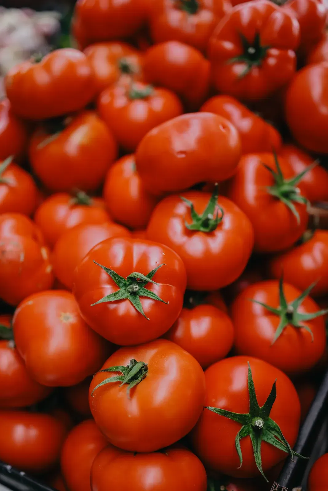 Tomato