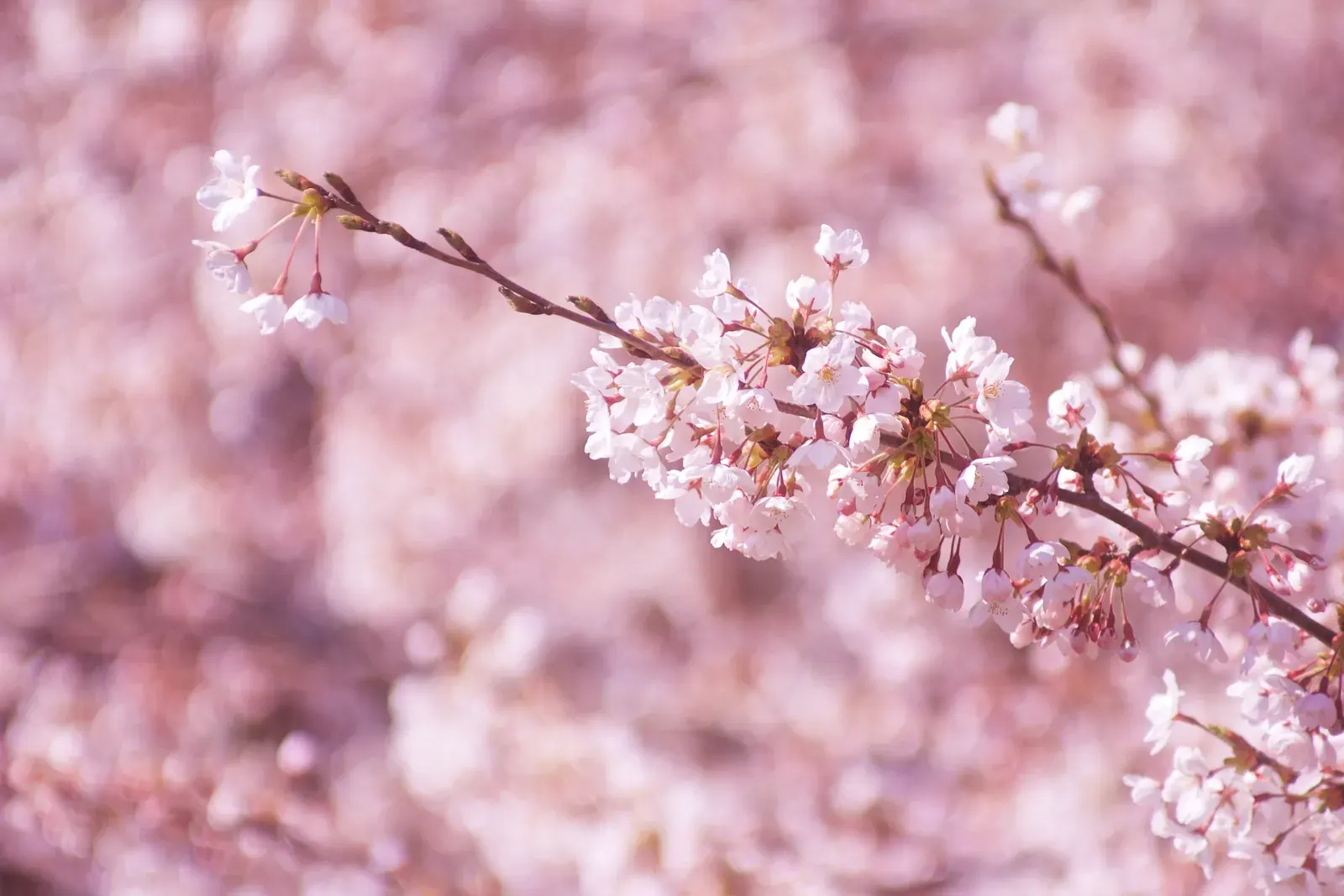 Cherry Blossom