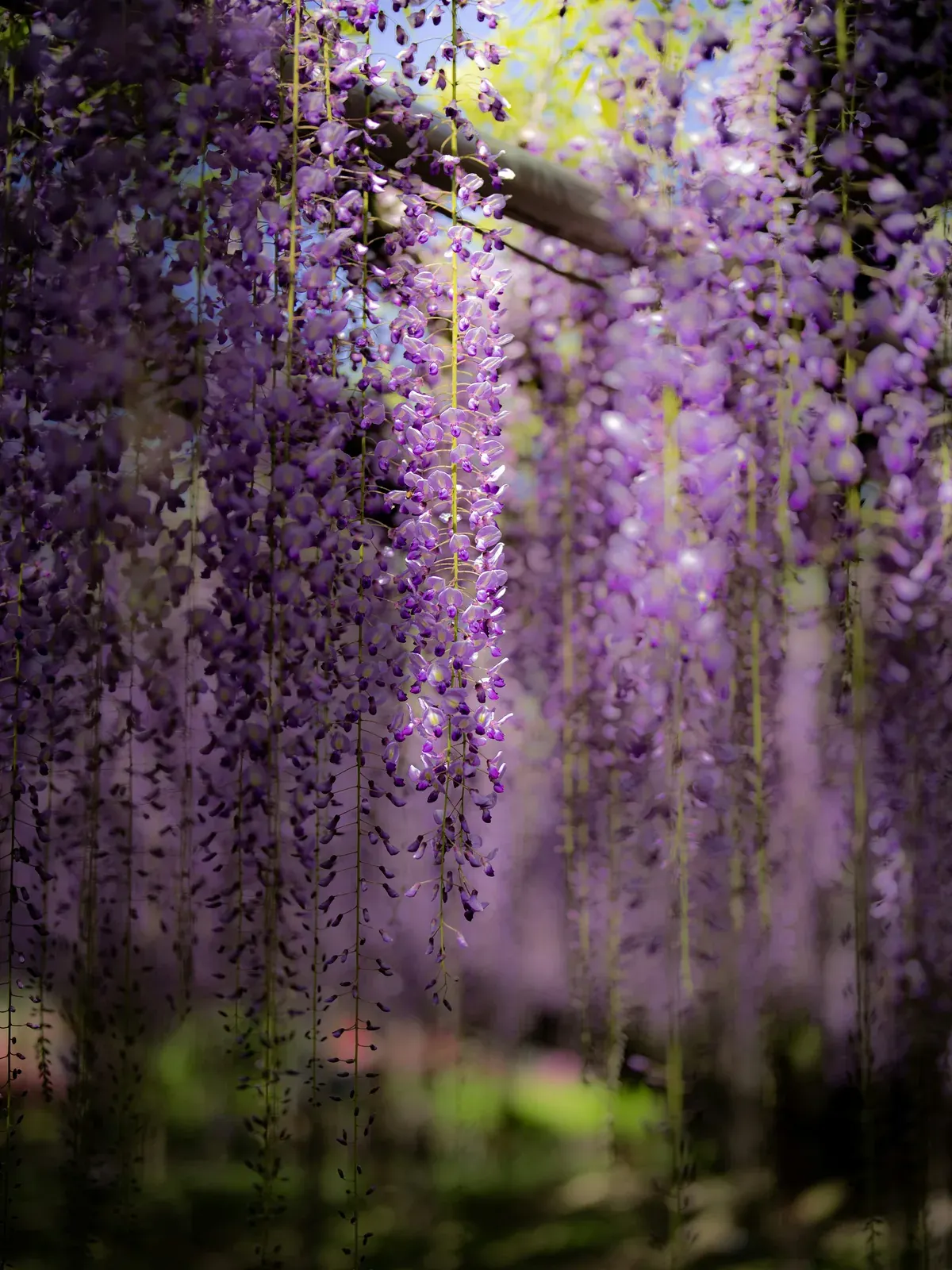 Wisteria