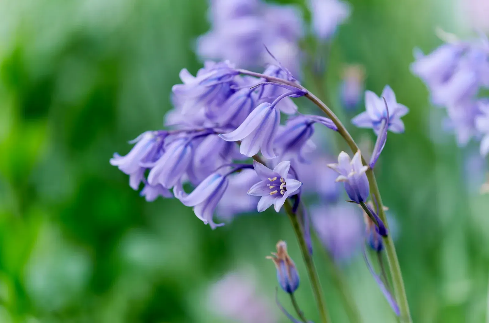 Bluebell