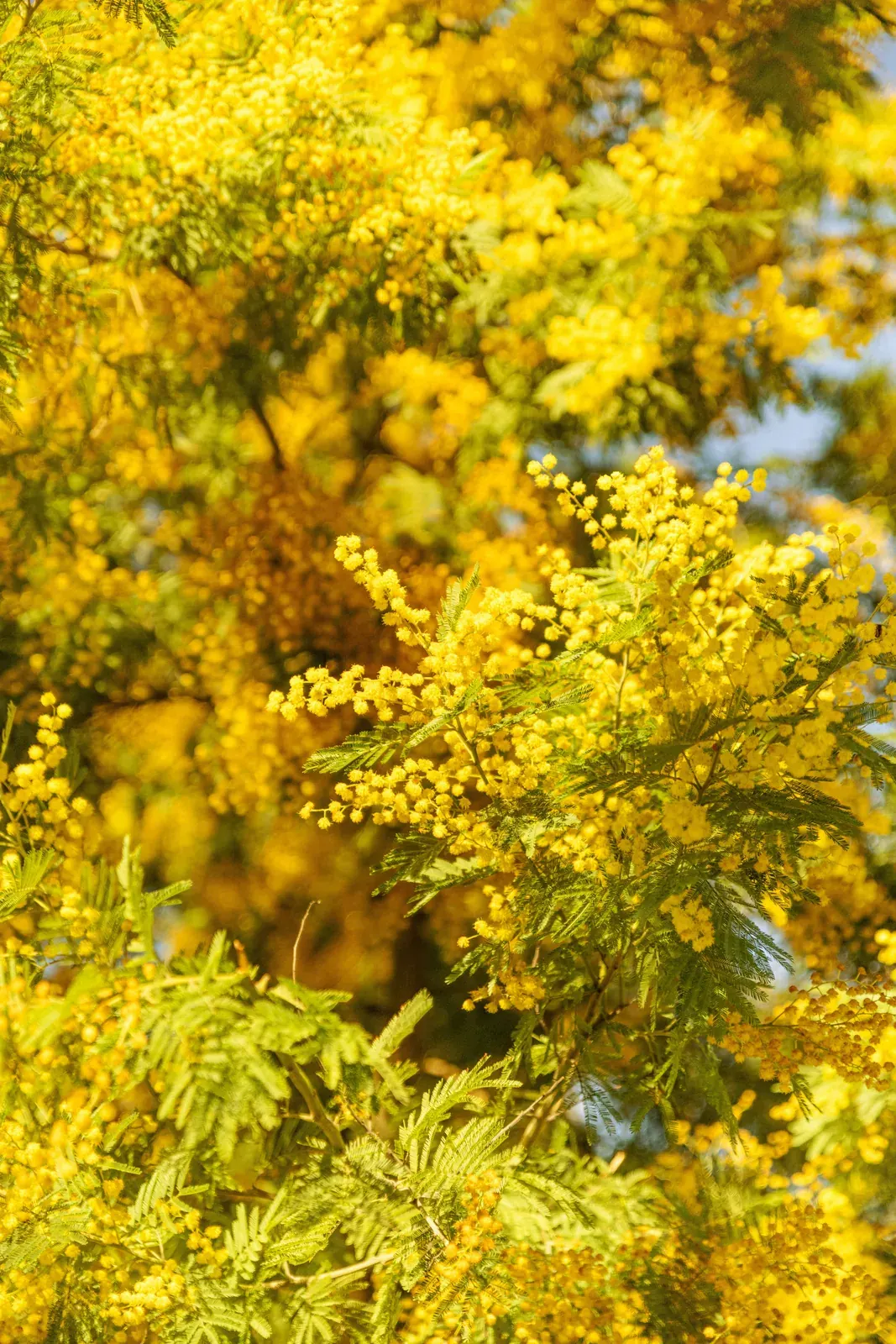 Mimosa