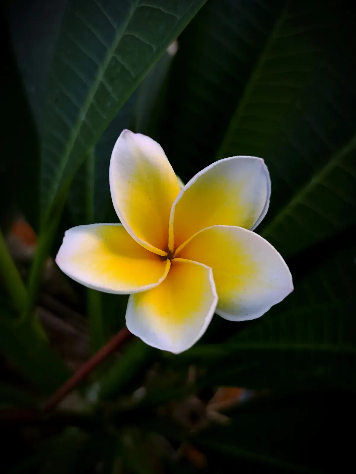 Plumeria
