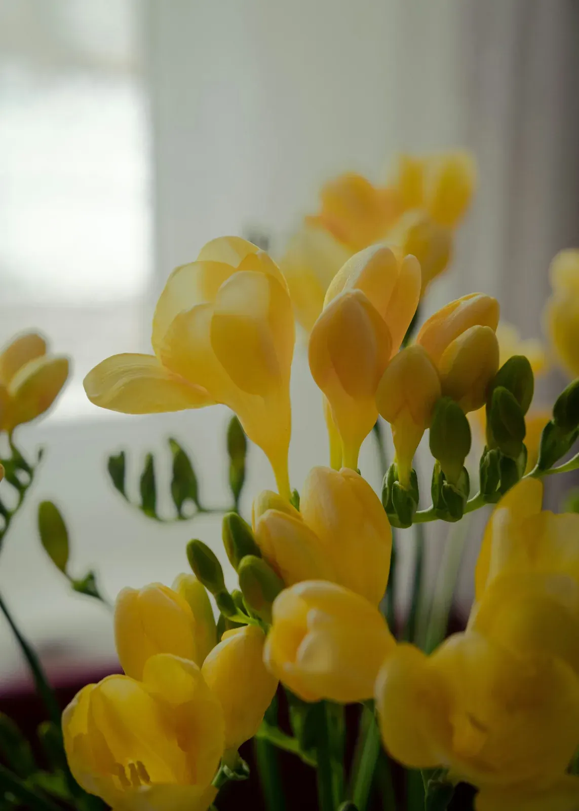 Freesia
