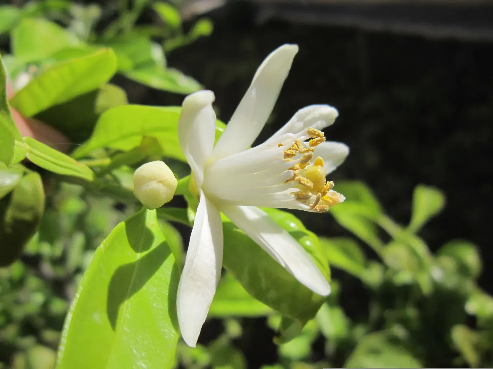 Lemon Blossom
