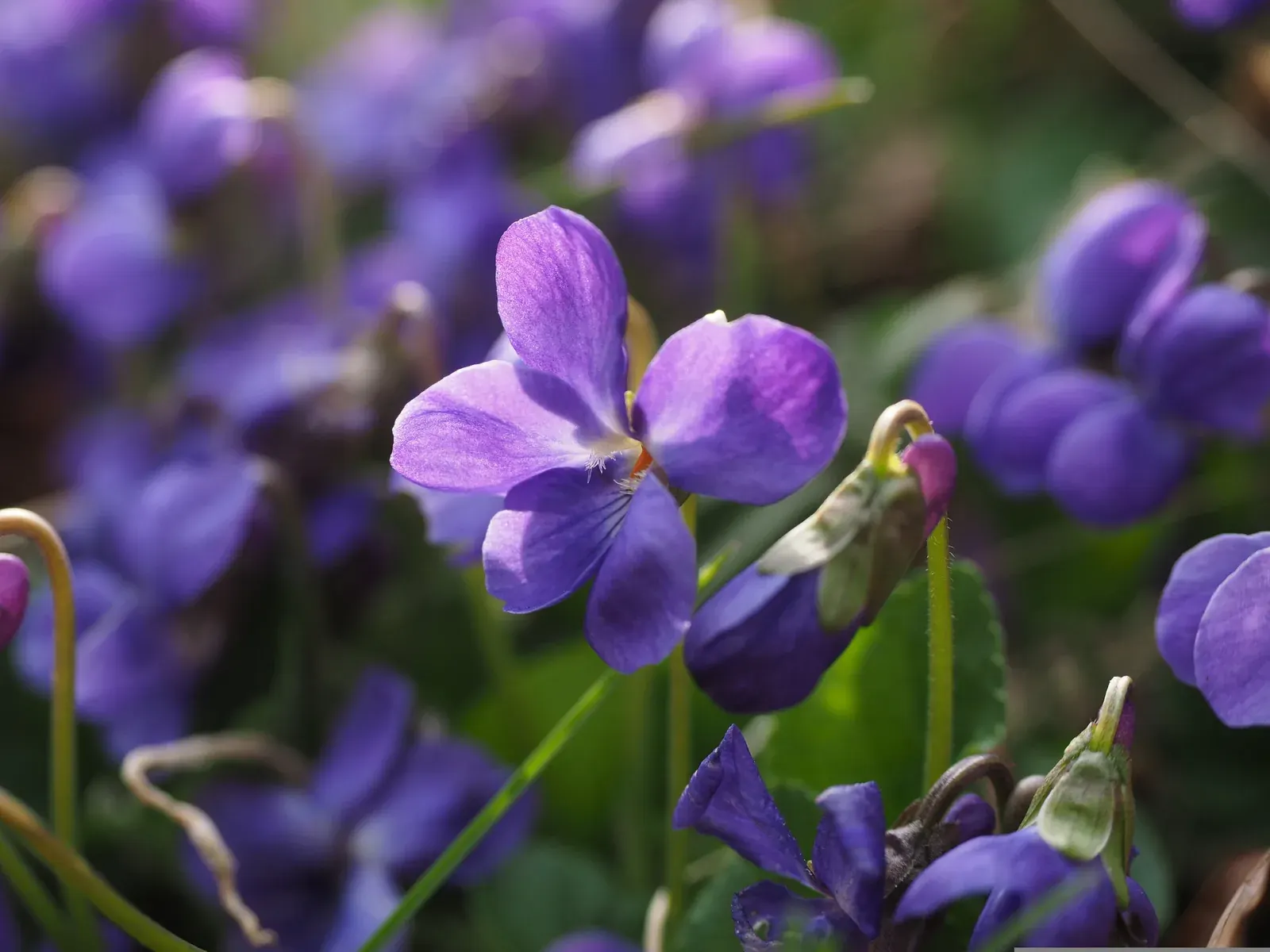 Violet
