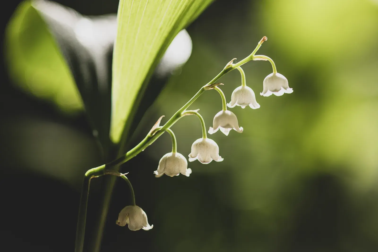 Lily of the valley