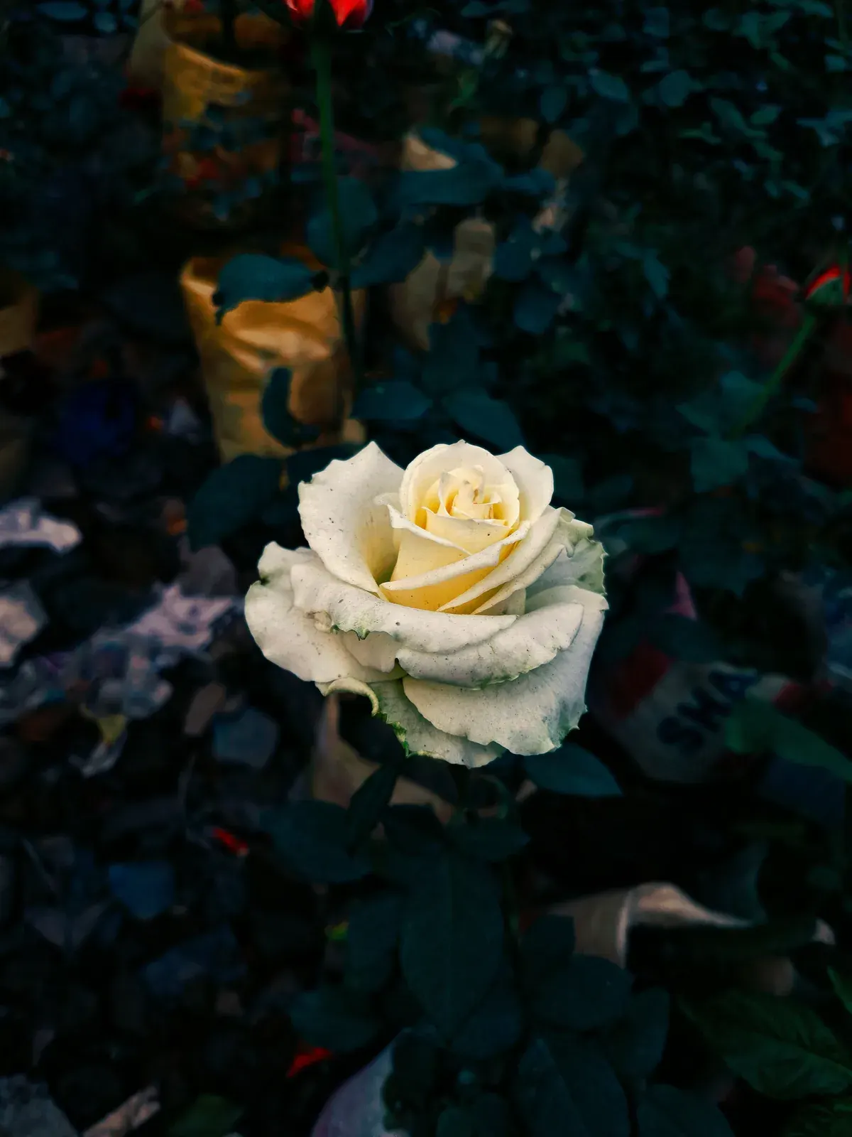 White Rose