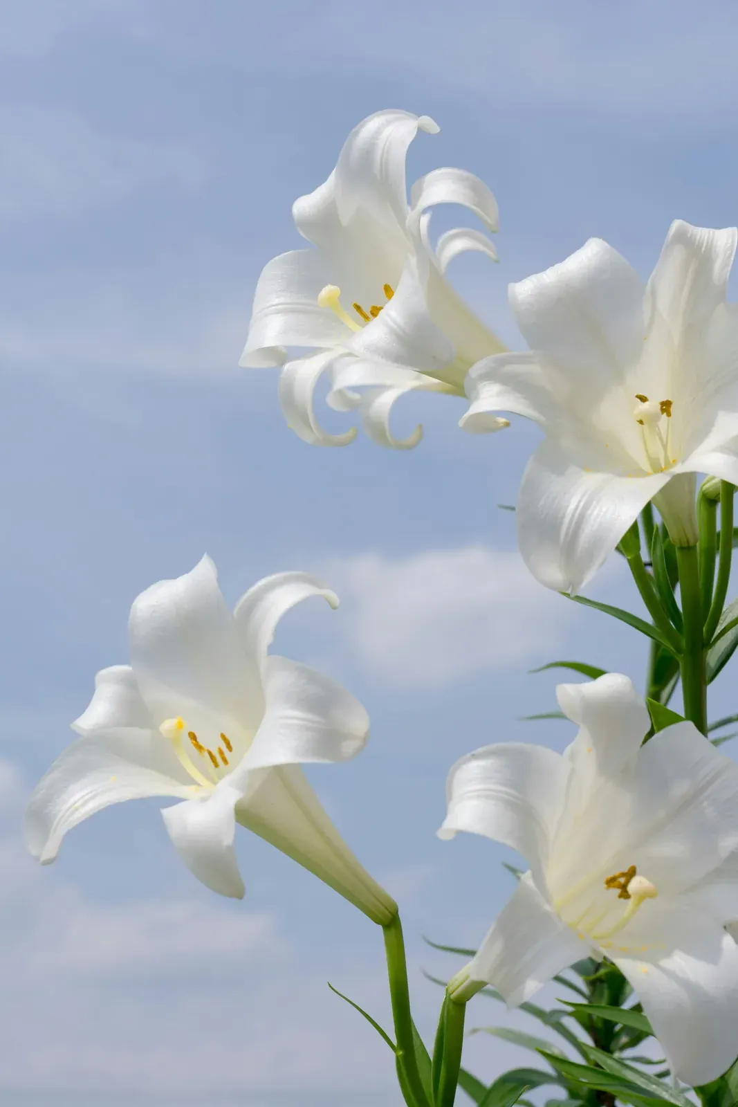 Lily