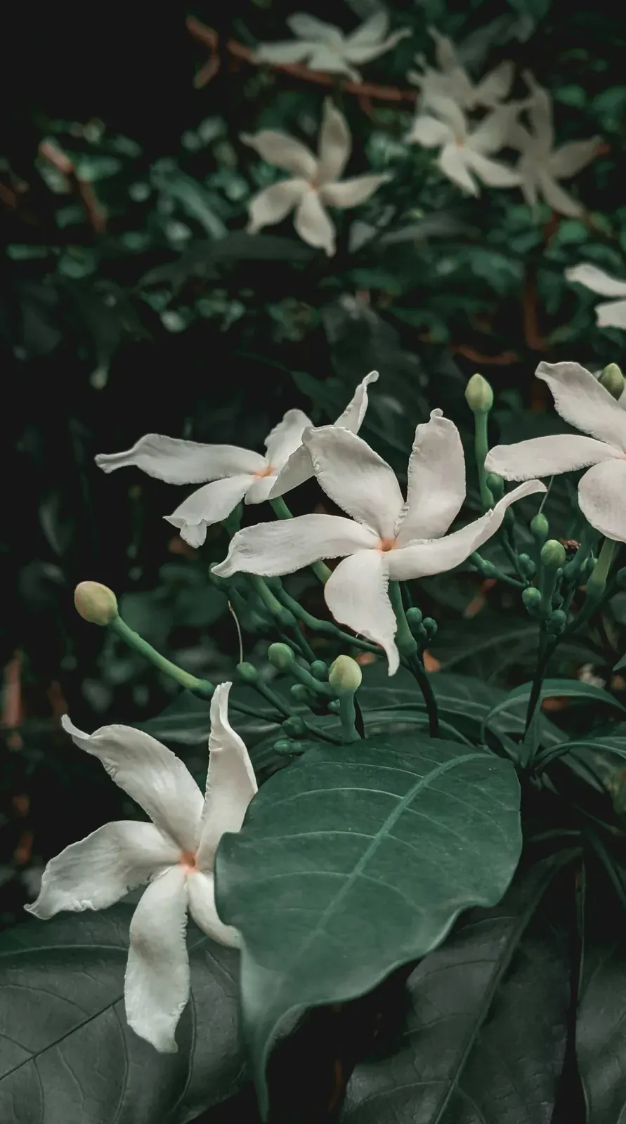 Relax Jasmine