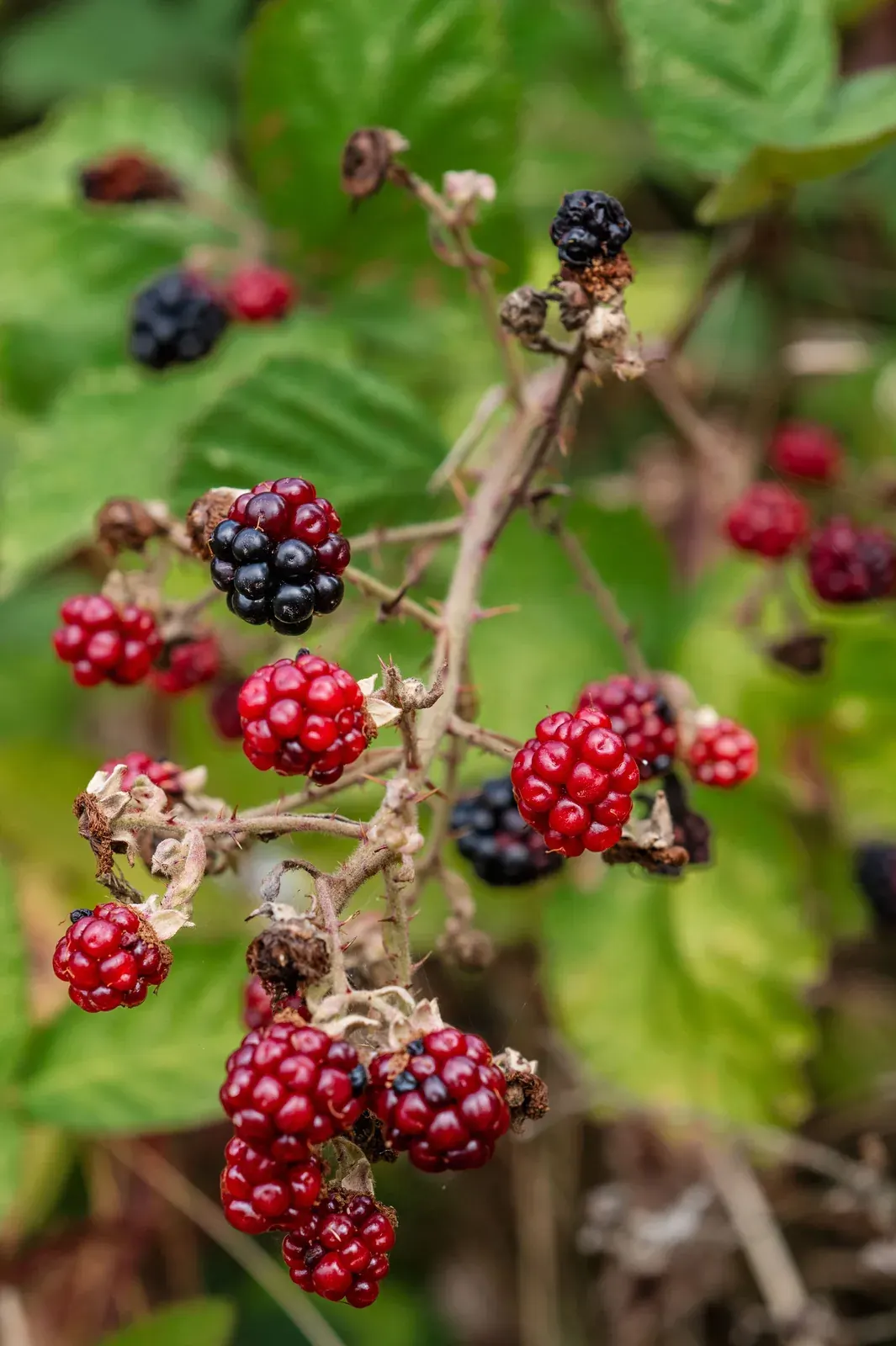 Wild Berry
