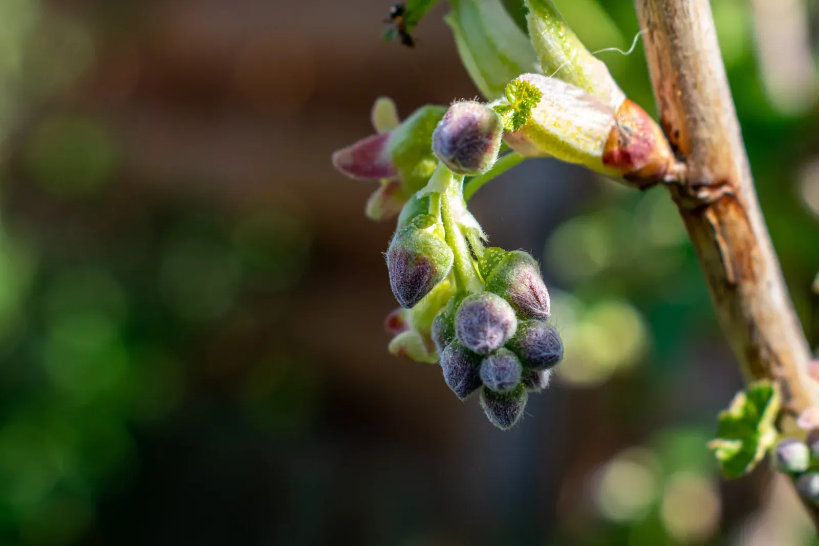 Blackcurrant Bud
