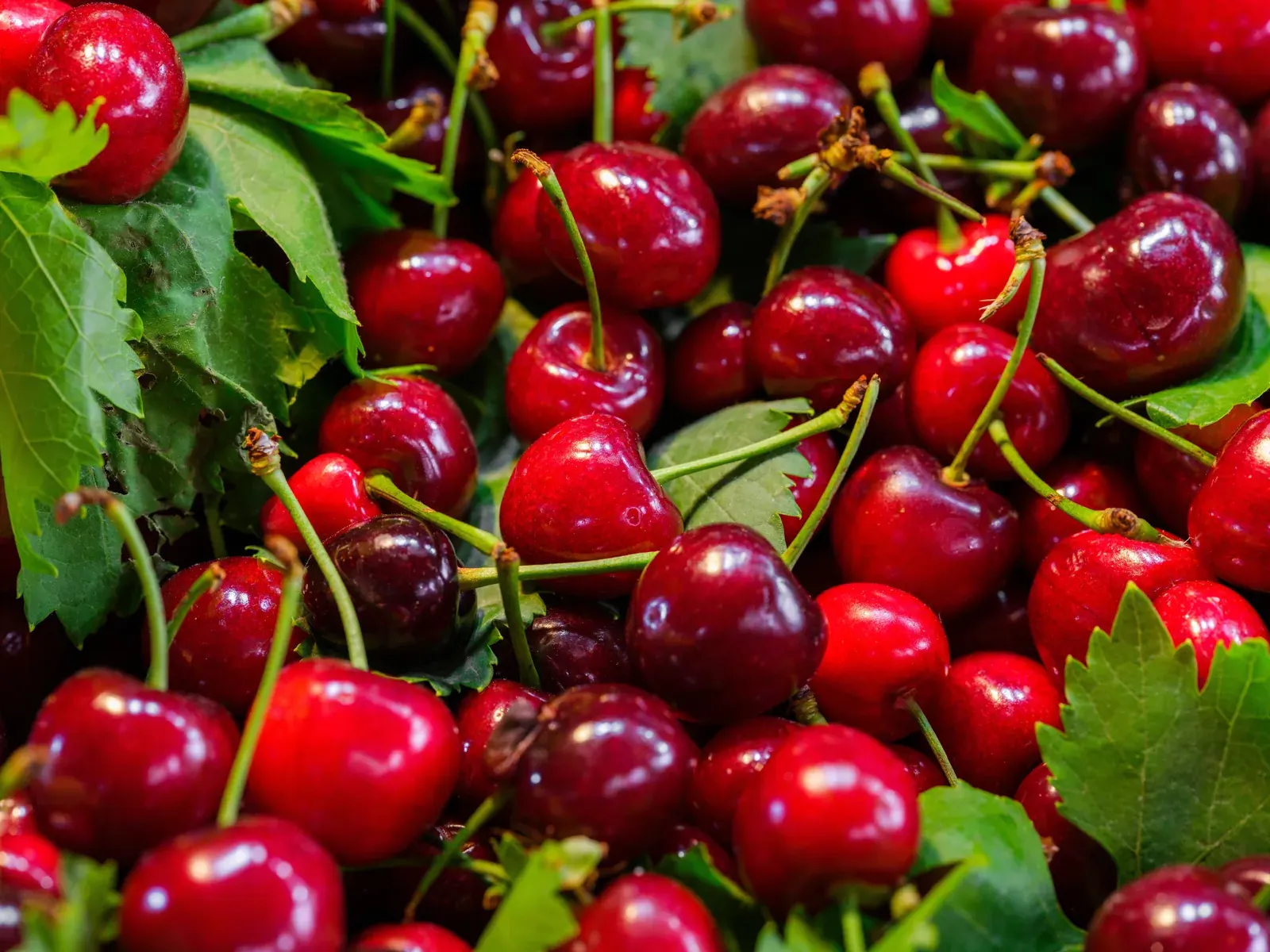 Cherry