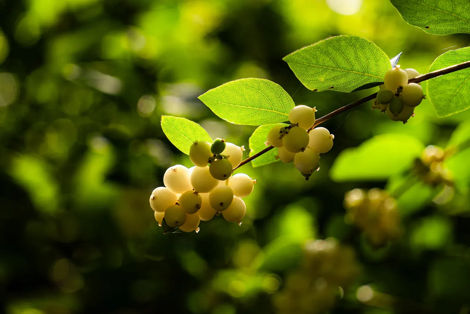 Snowberry