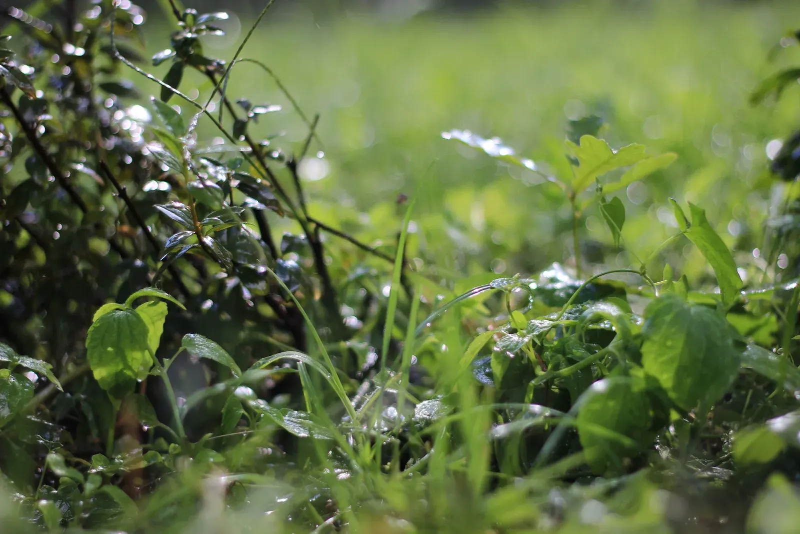 Fresh cut grass
