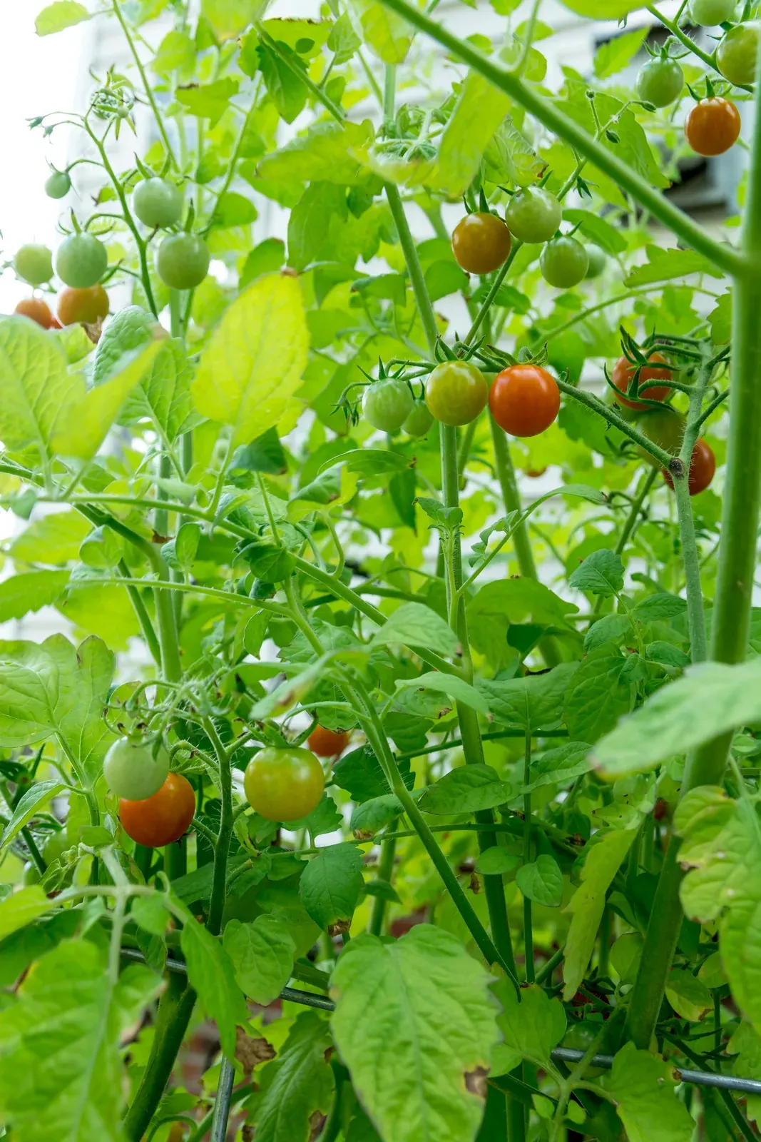 Tomato Leaf