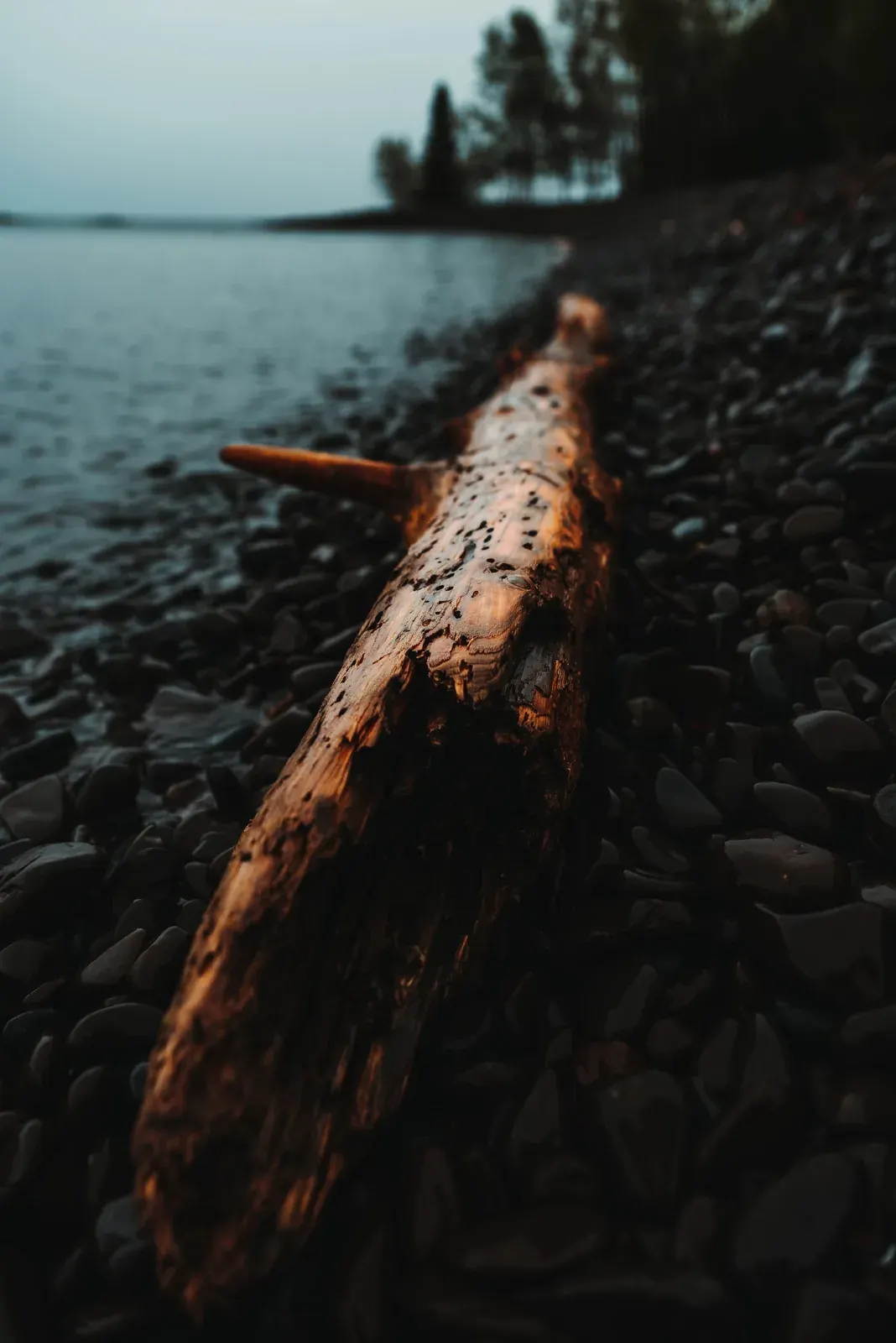 Wet Driftwood