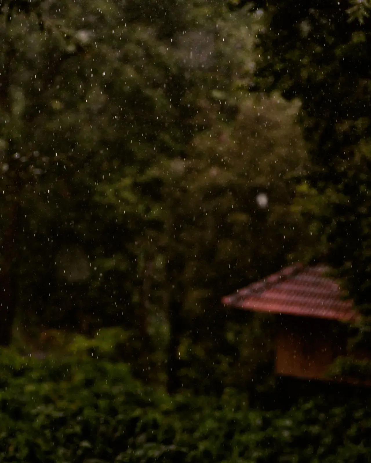 Forest Rain
