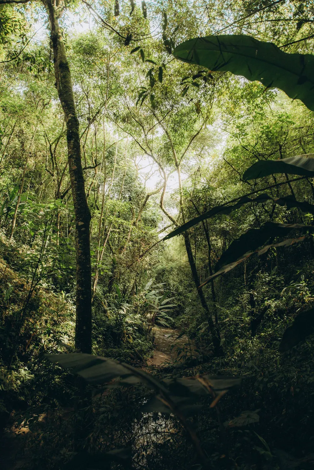 Jungle Forest