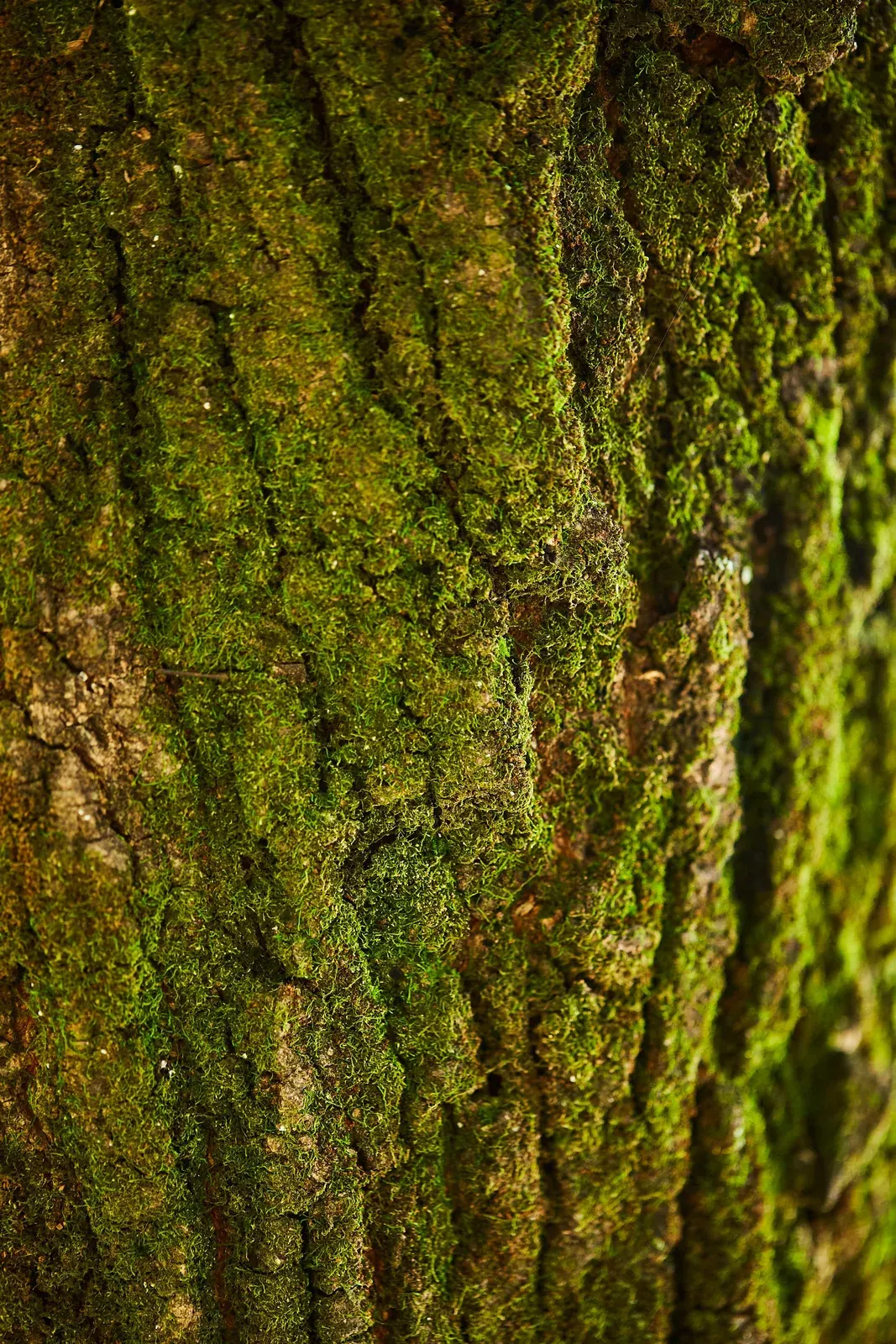Fresh Woody Mossy